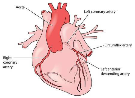 Normal electrical conduction system of heart